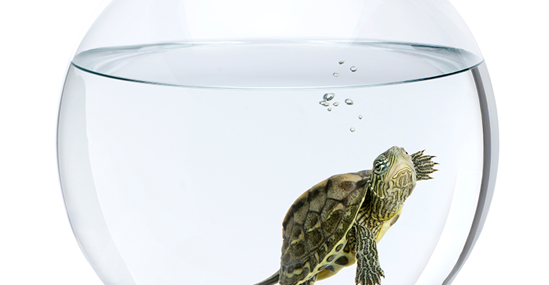 Аквариум для водной черепахи: как выбрать размер и оборудование