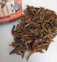 Пользовательская фотография №1 к отзыву на Little One Смесь насекомых лакомство для всеядных грызунов